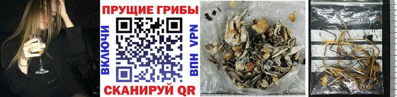 Галлюциногенные грибы GOLDEN TEACHER купить KRAKEN ССЫЛКА Осташков